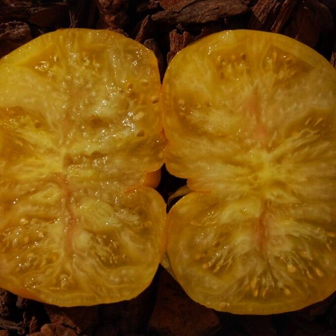 Yellow radiance. Lieli, garšīgi, ražīgi, siltumnīcas tomāti. Sēklas. 